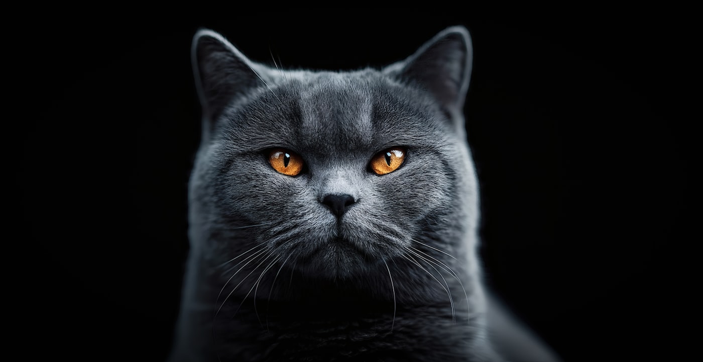 Blue British Shorthair cat with orange eyes on a dark background