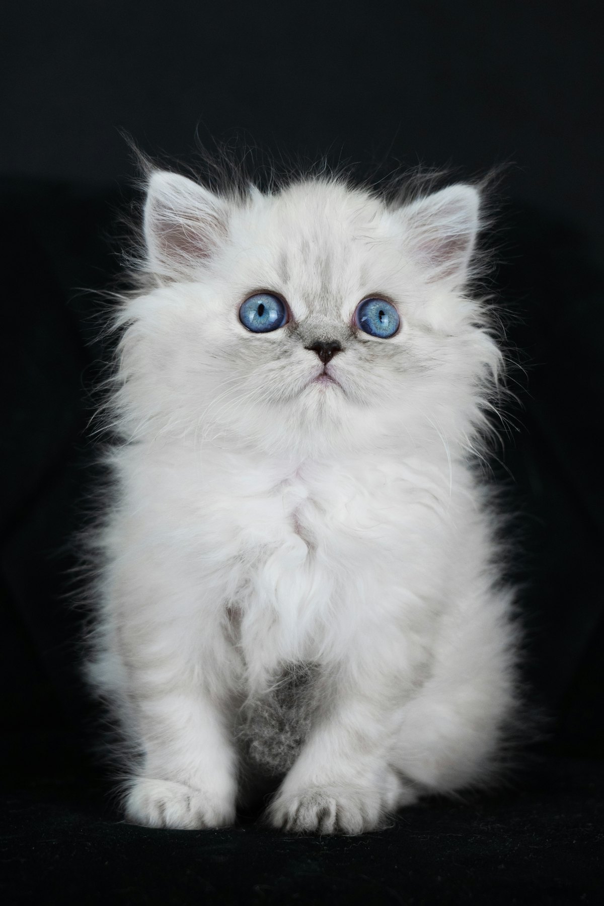 Blue-eyed white Ragdoll kitten sitting upright