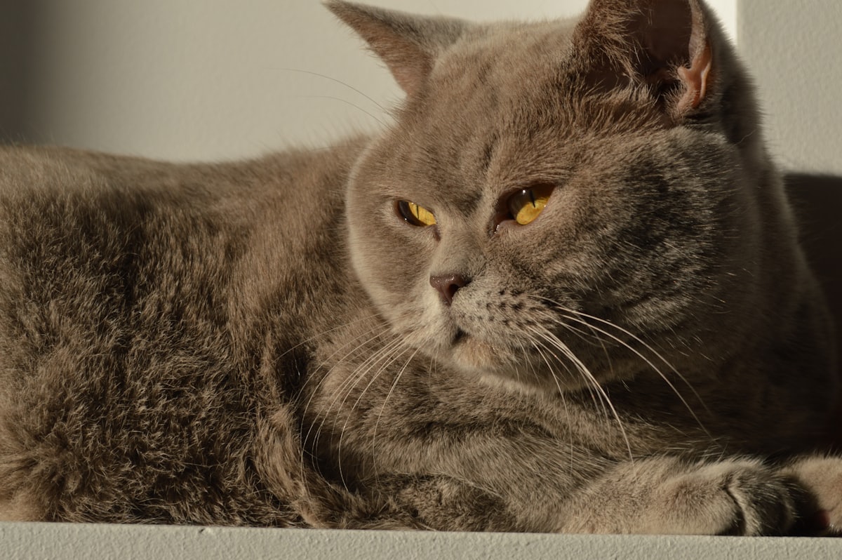 Grey British Shorthair cat with amber eyes lying in sunlight