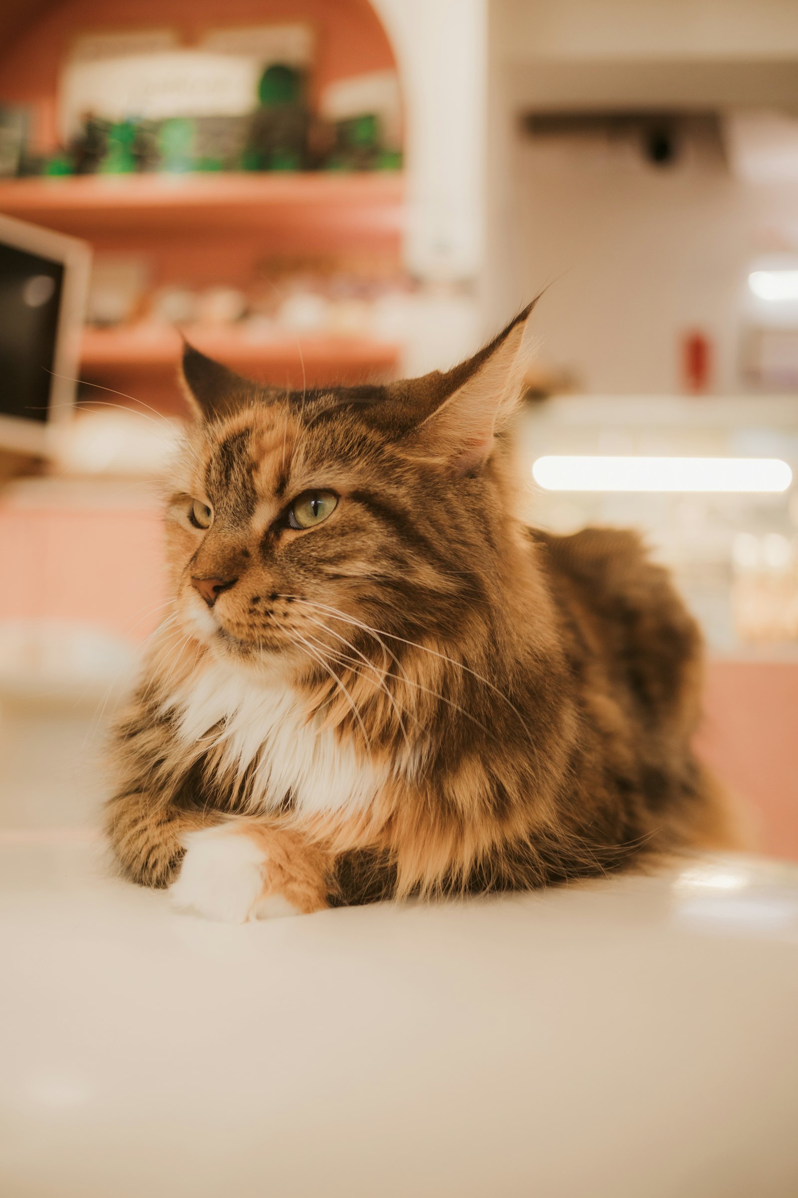 Maine Coon cat resting on a counter in a warm room