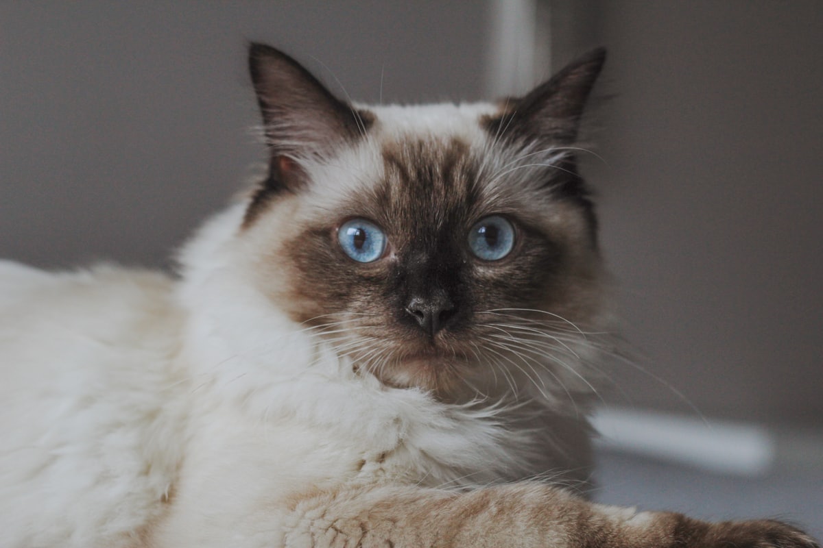 Adult Ragdoll cat with blue eyes resting indoors
