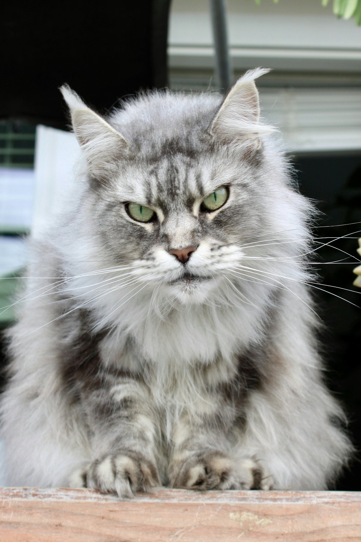 Silver Maine Coon cat looking forward from a porch