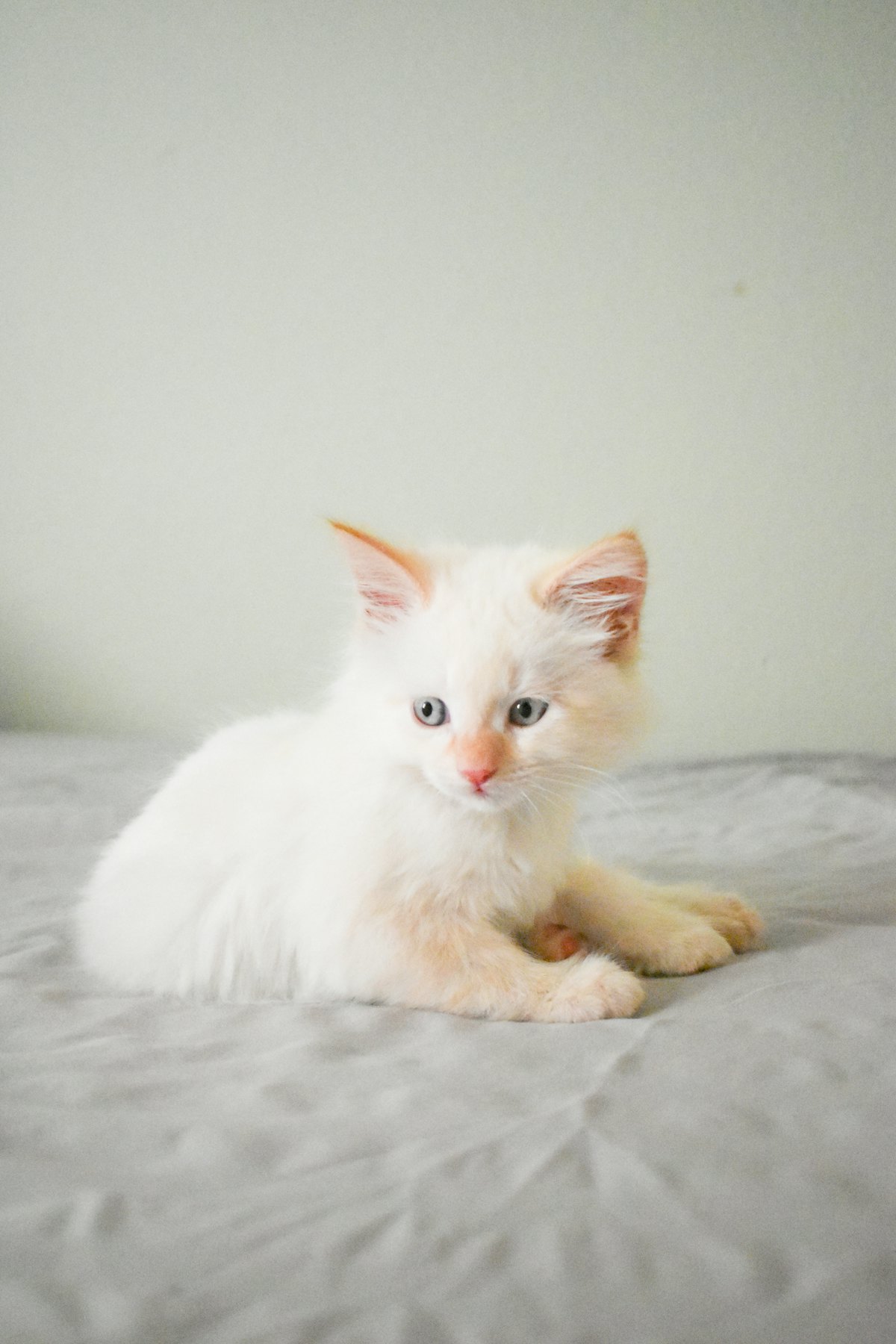 White kitten with soft blue eyes resting on a bed